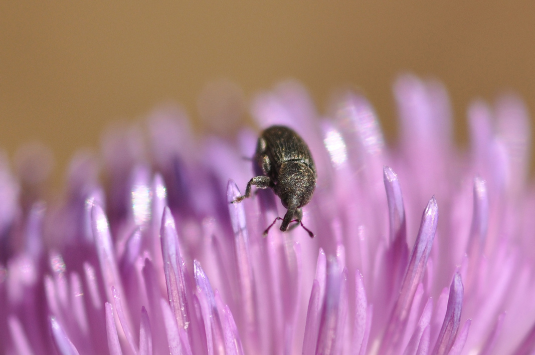 Piccolo curculionidae da ID - Mecinus pyraster